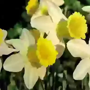 Jenny